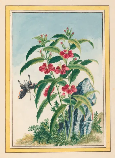 Plantes de Chine Pl.021 by Pierre Joseph Buchoz, 1776 — digital art print download