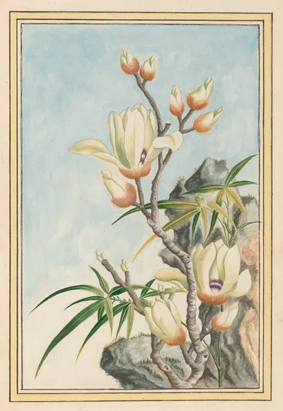 Plantes de Chine Pl.032 by Pierre Joseph Buchoz, 1776 — digital art print download