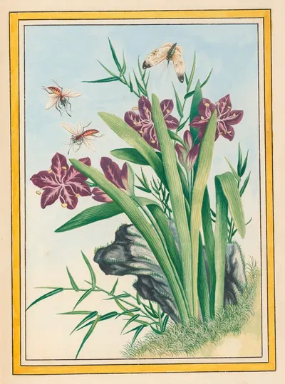 Plantes de Chine Pl.036 by Pierre Joseph Buchoz, 1776 — digital art print download