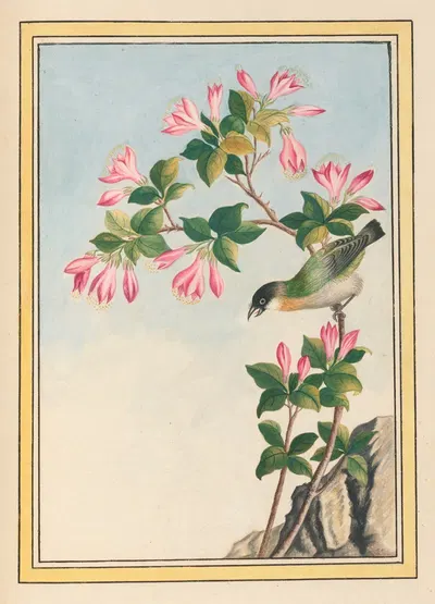 Plantes de Chine Pl.042 by Pierre Joseph Buchoz, 1776 — digital art print download