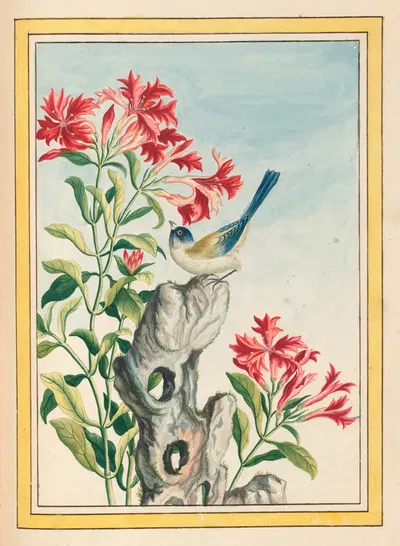 Plantes de Chine Pl.055 by Pierre Joseph Buchoz, 1776 — digital art print download