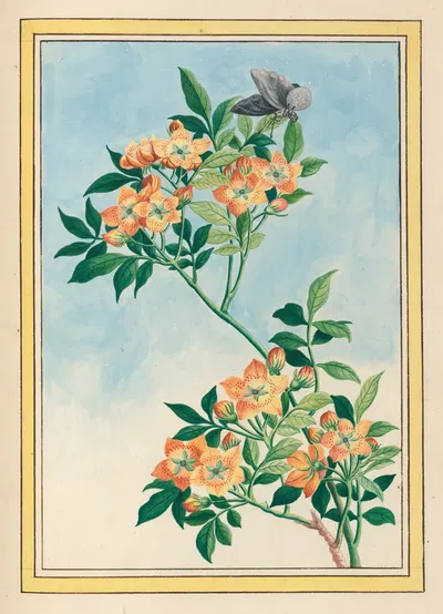 Plantes de Chine Pl.057 by Pierre Joseph Buchoz, 1776 — digital art print download
