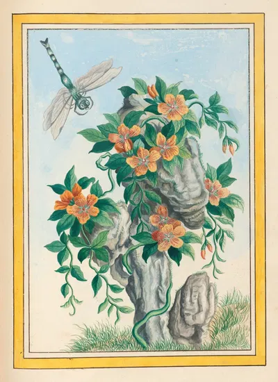 Plantes de Chine Pl.058 by Pierre Joseph Buchoz, 1776 — digital art print download