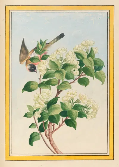 Plantes de Chine Pl.059 by Pierre Joseph Buchoz, 1776 — digital art print download