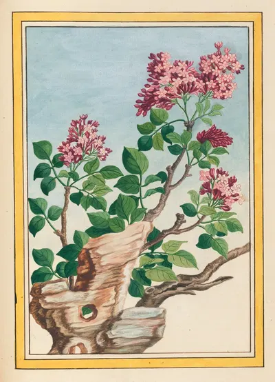 Plantes de Chine Pl.069 by Pierre Joseph Buchoz, 1776 — digital art print download