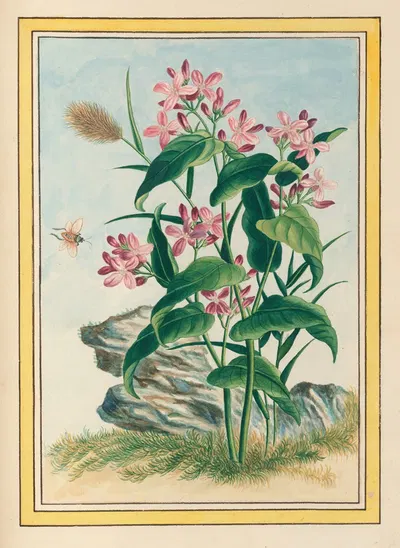 Plantes de Chine Pl.079 by Pierre Joseph Buchoz, 1776 — digital art print download