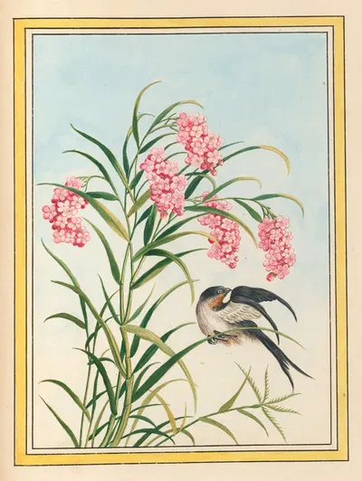 Plantes de Chine Pl.081 by Pierre Joseph Buchoz, 1776 — digital art print download