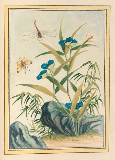 Plantes de Chine Pl.083 by Pierre Joseph Buchoz, 1776 — digital art print download
