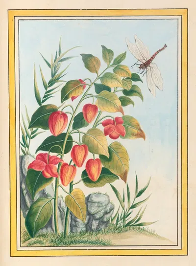 Plantes de Chine Pl.084 by Pierre Joseph Buchoz, 1776 — digital art print download
