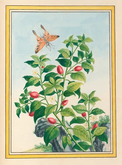 Plantes de Chine Pl.086 by Pierre Joseph Buchoz, 1776 — digital art print download