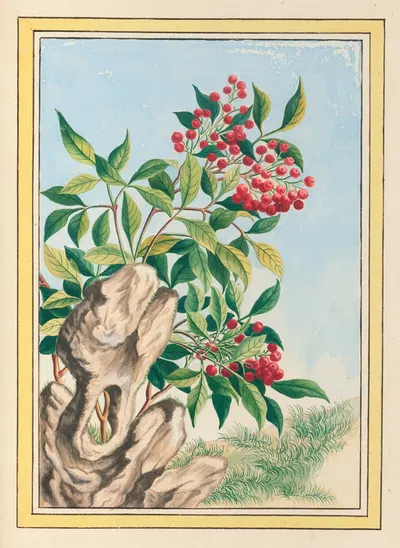 Plantes de Chine Pl.089 by Pierre Joseph Buchoz, 1776 — digital art print download