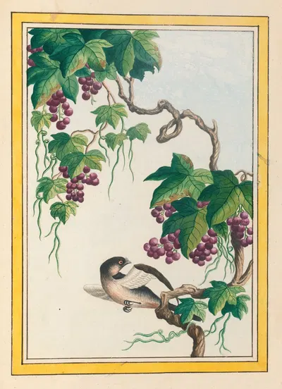 Plantes de Chine Pl.091 by Pierre Joseph Buchoz, 1776 — digital art print download