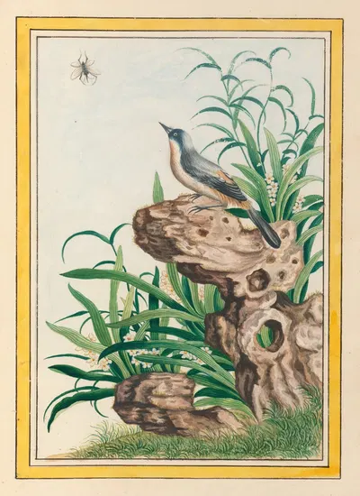 Plantes de Chine Pl.095 by Pierre Joseph Buchoz, 1776 — digital art print download