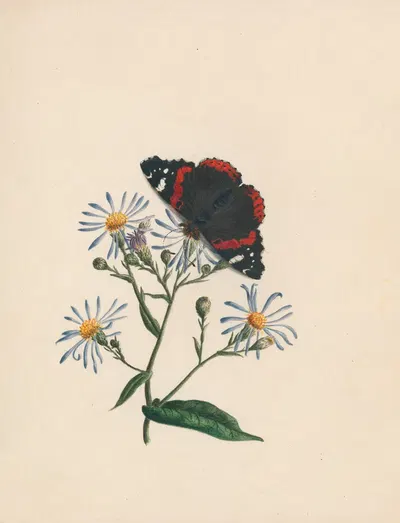 Admiral butterfly, & aster – or michs. [michaelmas] daisy by R. B. F., 1789 — digital art print download