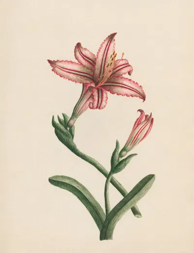 Amaryllis vittata – Belladonna by R. B. F., 1789 — digital art print download
