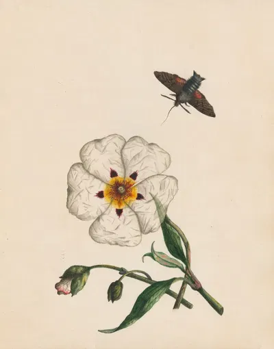 Bee moth, Gum asters or Rock-rose; native of Spain by R. B. F., 1789 — digital art print download