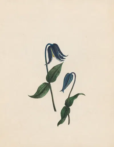 Clematis – Virgin's bower; Germany by R. B. F., 1789 — digital art print download