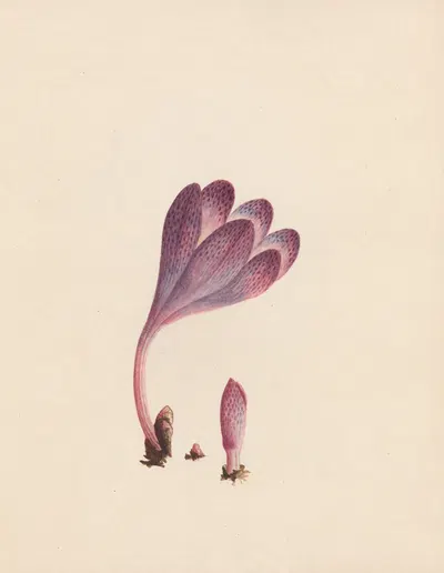 Colchicum – autumnal crocus; England by R. B. F., 1789 — digital art print download