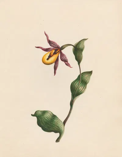 Cypripedium – Ladies-slipper; England by R. B. F., 1789 — digital art print download