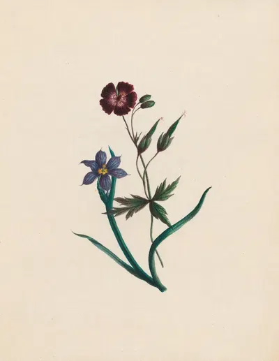 Geranium phaeum, & Iccia; England & Africa by R. B. F., 1789 — digital art print download