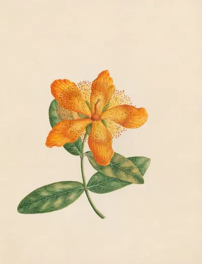 Hypericum Ascyron – Park leaves; vicinity of Constantinople by R. B. F., 1789 — digital art print download