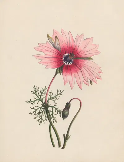 Monsonia; Cape of Good Hope by R. B. F., 1789 — digital art print download