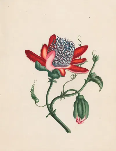 Passiflora alata – winged passion flower; West India by R. B. F., 1789 — digital art print download