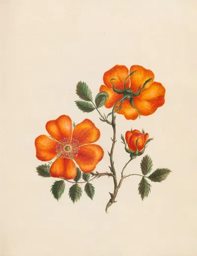 Rosa Eglanteria – yellow sweet-briar by R. B. F., 1789 — digital art print download