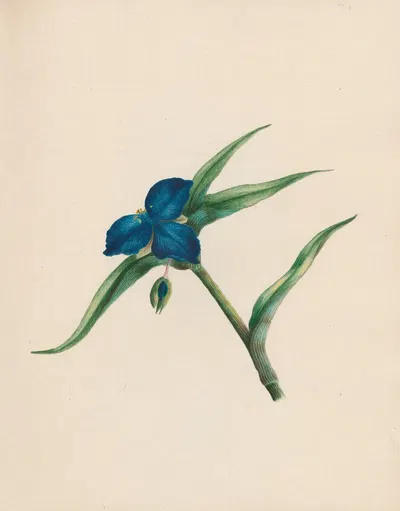 Tradescantia – Virginian spiderwort by R. B. F., 1789 — digital art print download
