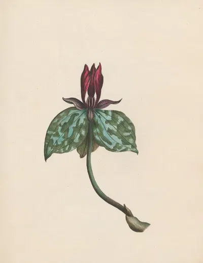 Trillium; South Carolina by R. B. F., 1789 — digital art print download