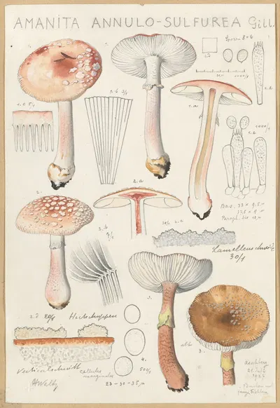 Amanita annulo-sulfurea by Hans Walty, 1915-1945 — digital art print download