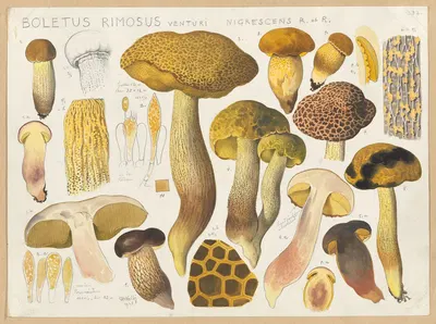 Boletus rimosus Venturi nigrescens R et. R by Hans Walty, 1915-1945 — digital art print download