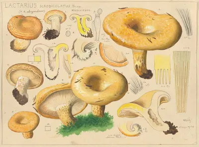 Lactarius scrobiculatus Scop. by Hans Walty, 1915-1945 — digital art print download