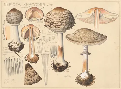 Lepiota rhacodes Vitt. by Hans Walty, 1915-1945 — digital art print download