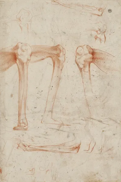 Studies of legs, knees and arms by Rosso Fiorentino — digital art print download