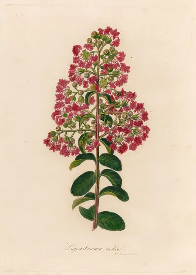 Lagenstroemia indica by Gaetano Savi, 1818-1824 — digital art print download