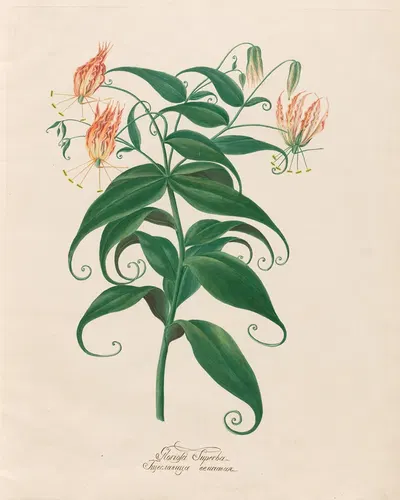 Gloriosa Superba by Petr Martynovich Gofman, 1797–1810 — digital art print download