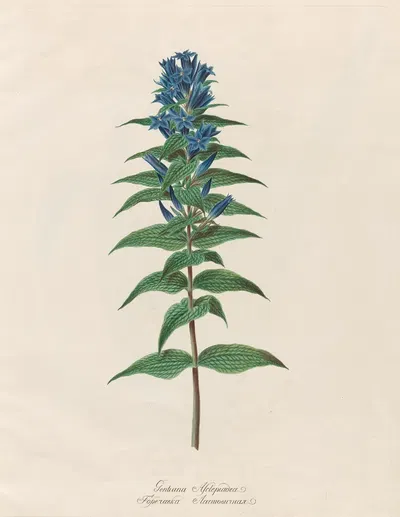 Gentiana Asclepiadea by Petr Martynovich Gofman, 1797–1810 — digital art print download