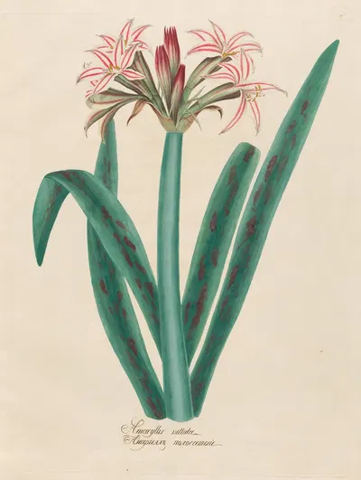 Amaryllis vittata by Petr Martynovich Gofman, 1797–1810 — digital art print download