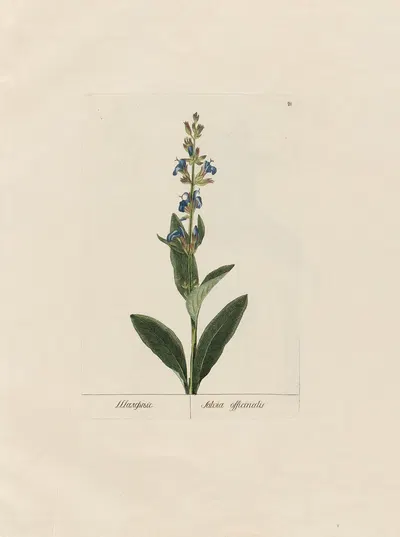 Salvia officinalis by Petr Martynovich Gofman, 1797–1810 — digital art print download