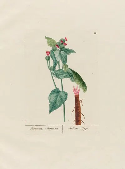 Arctium Lappa by Petr Martynovich Gofman, 1797–1810 — digital art print download