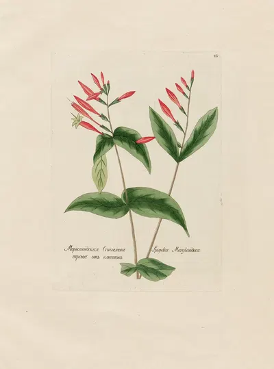 Spigelia Marylandica by Petr Martynovich Gofman, 1797–1810 — digital art print download