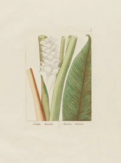 Amomum Curcuma by Petr Martynovich Gofman, 1797–1810 — digital art print download