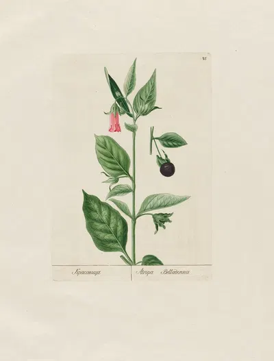 Atropa Belladonna by Petr Martynovich Gofman, 1797–1810 — digital art print download