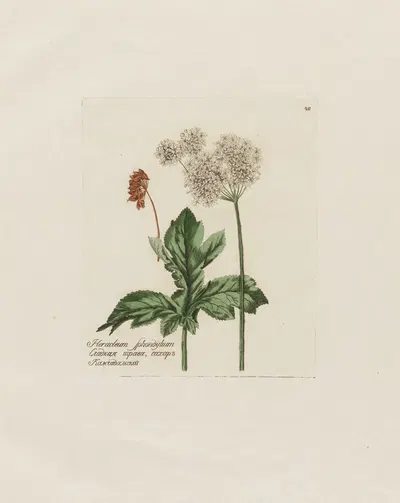 Heracleum Sphondylium by Petr Martynovich Gofman, 1797–1810 — digital art print download