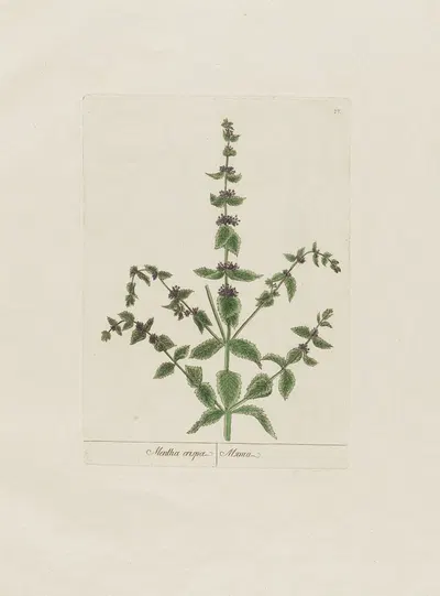 Mentha crispa by Petr Martynovich Gofman, 1797–1810 — digital art print download