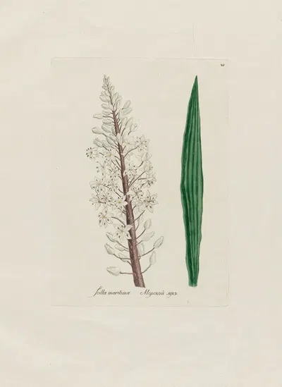 Scilla maritima by Petr Martynovich Gofman, 1797–1810 — digital art print download