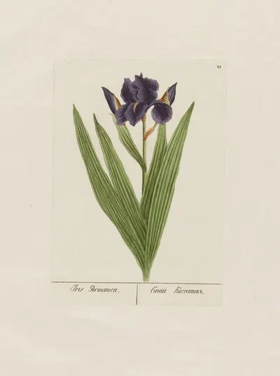 Iris Germanica by Petr Martynovich Gofman, 1797–1810 — digital art print download