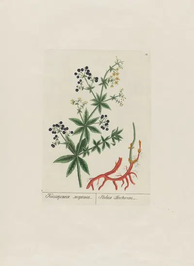 Rubia Tinctorum by Petr Martynovich Gofman, 1797–1810 — digital art print download