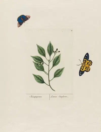 Laurus Camphor by Petr Martynovich Gofman, 1797–1810 — digital art print download